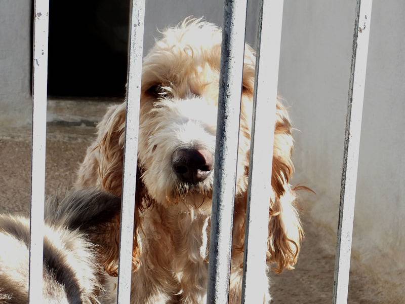 Adotta il cane ATHOS a Frosinone