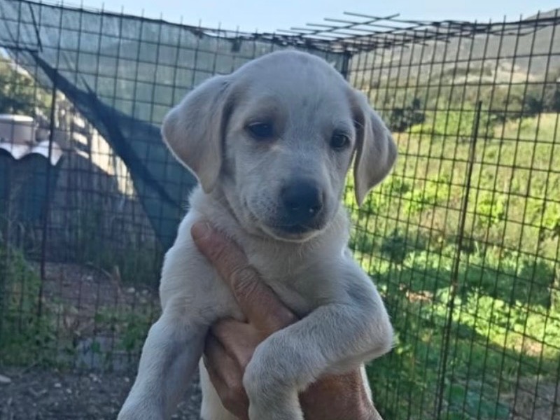 Foto dell'animale