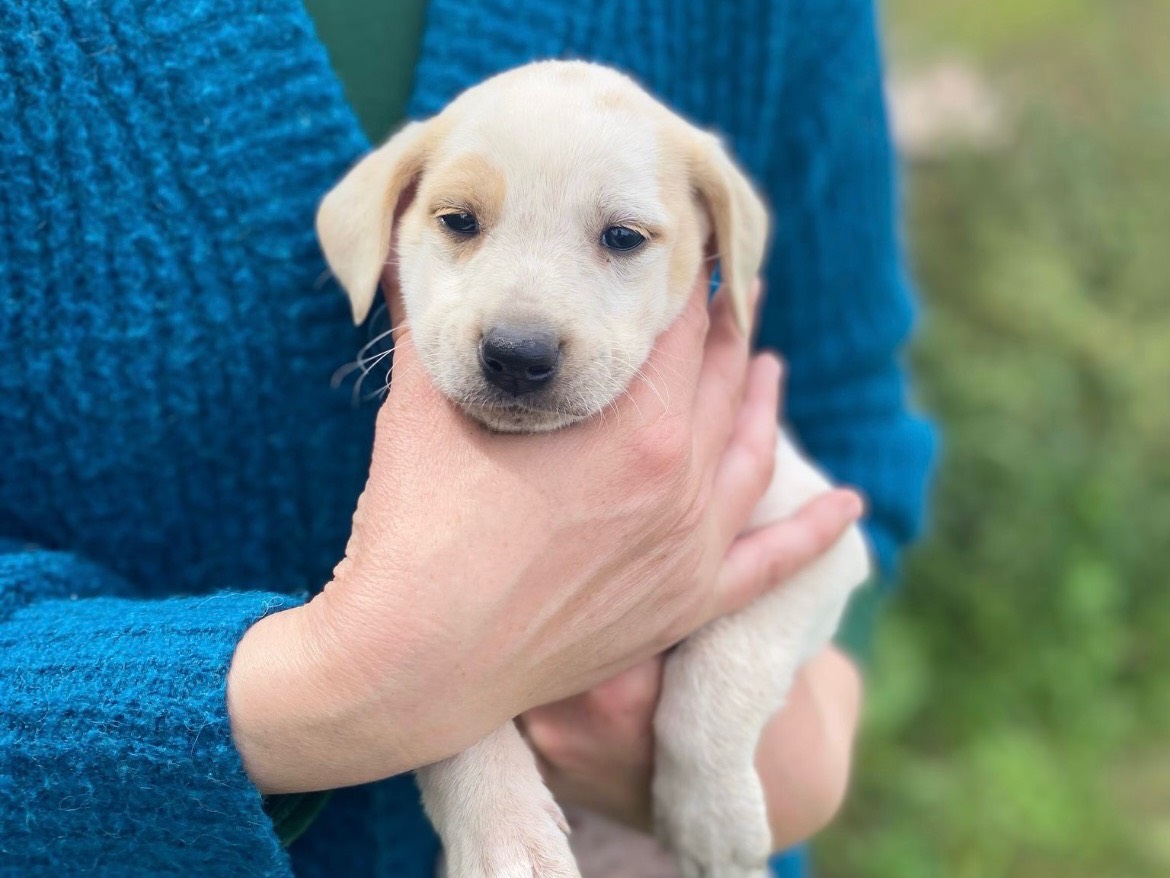 Adotta un cane, maschio, 2 mesi, Sassari