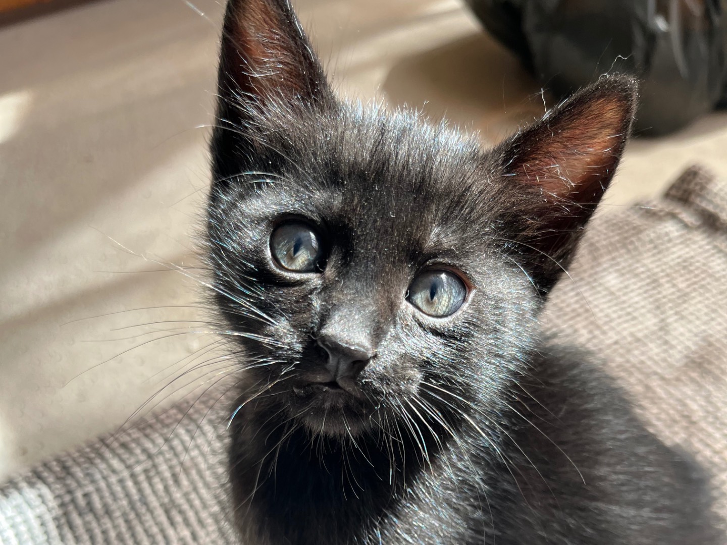 Foto dell'animale