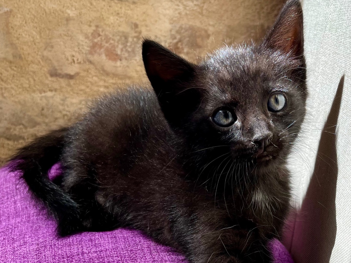 Foto dell'animale