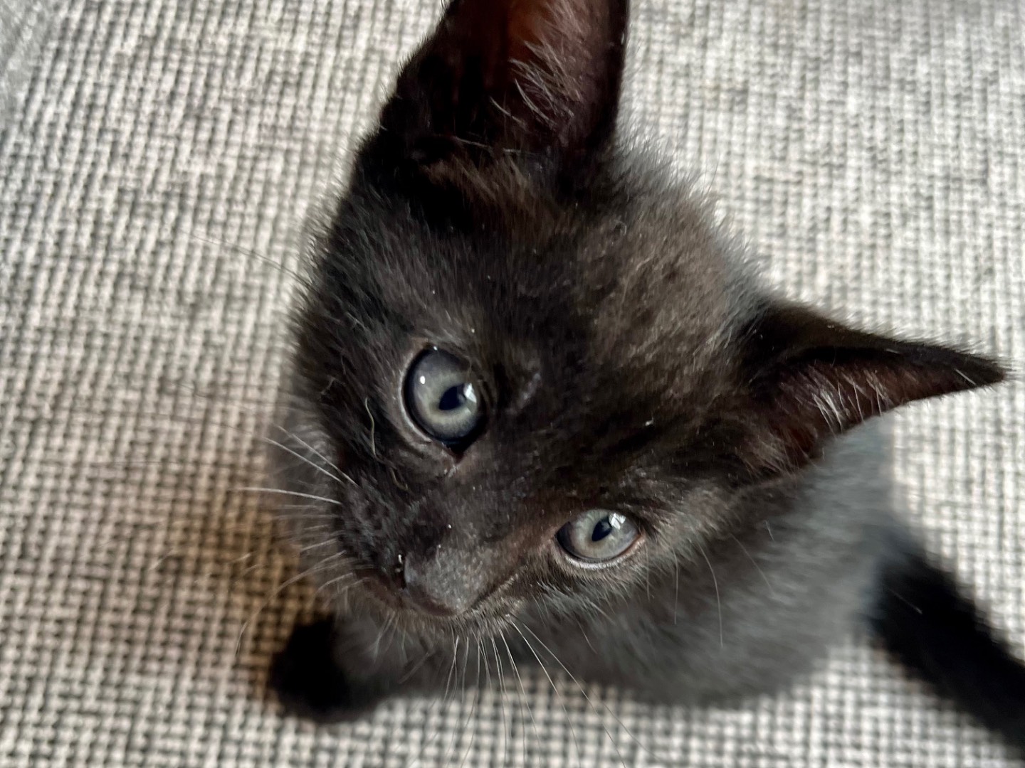 Adozione gatto, maschio, Razza sconosciuta Razza sconosciuta, 0 mesi, taglia non valida, Ancona