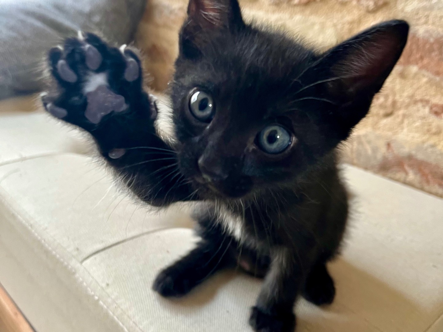 Vuoi adottare un gatto a Ancona?