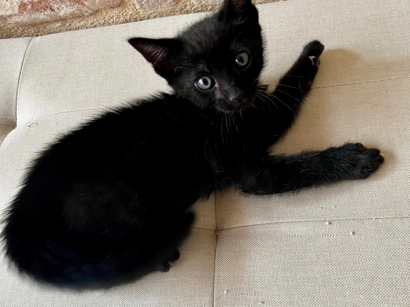Adotta il gatto Tao a Ancona