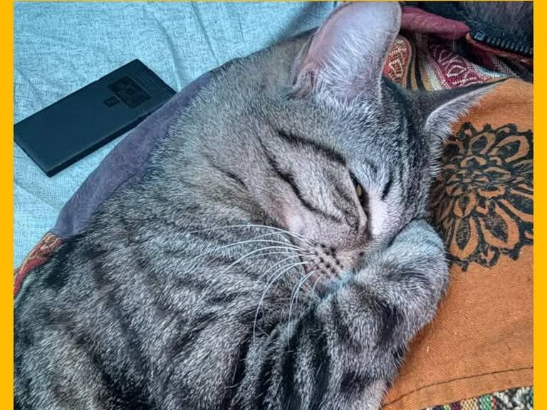 Adotta un gatto, femmina, 10 mesi, Torino