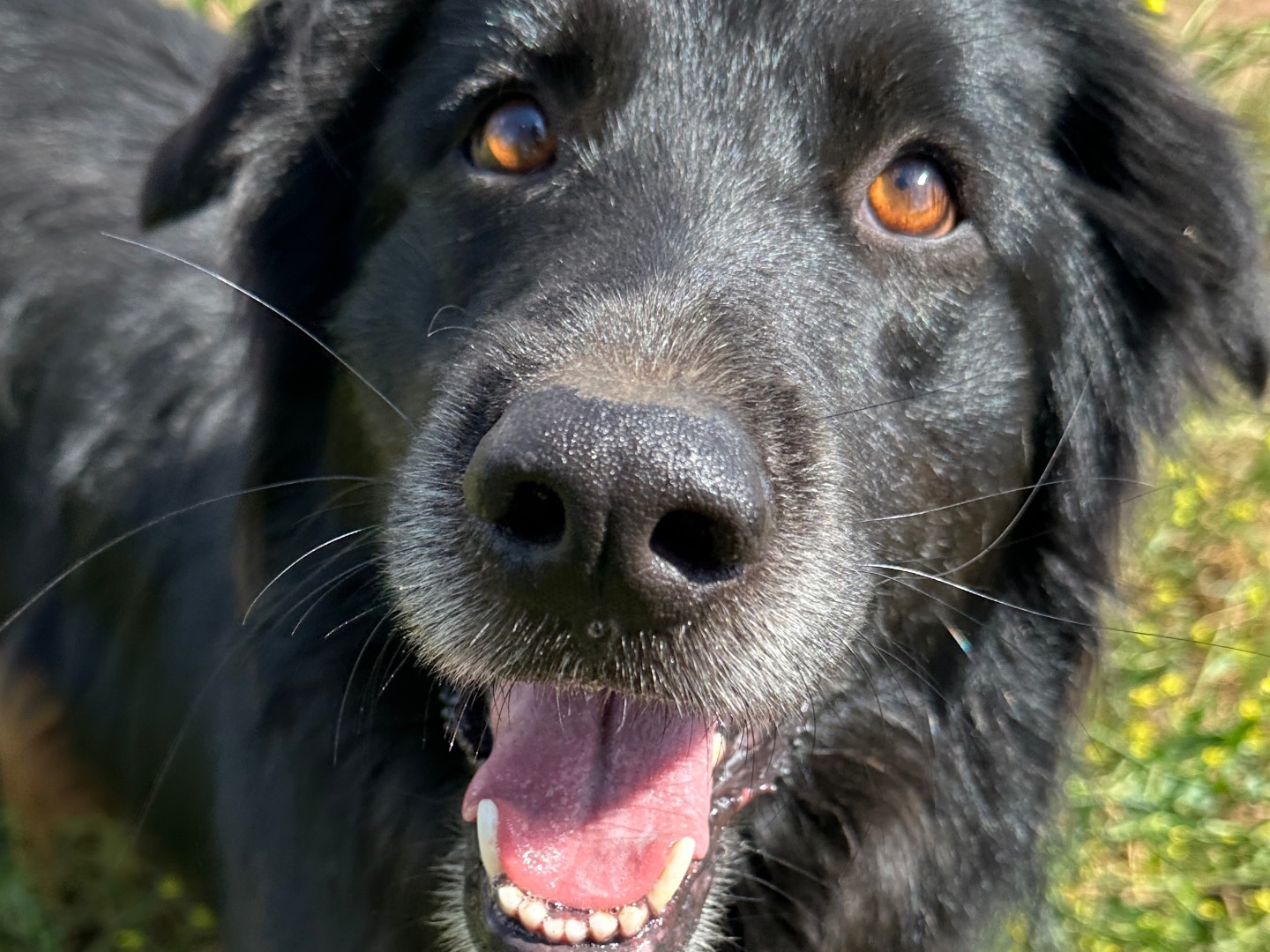 Foto dell'animale