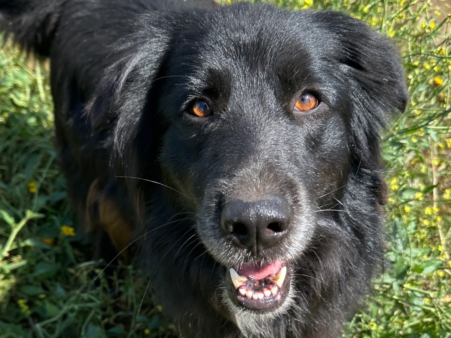Adotta un cane, maschio, 4 anni  e 2 mesi , Taranto