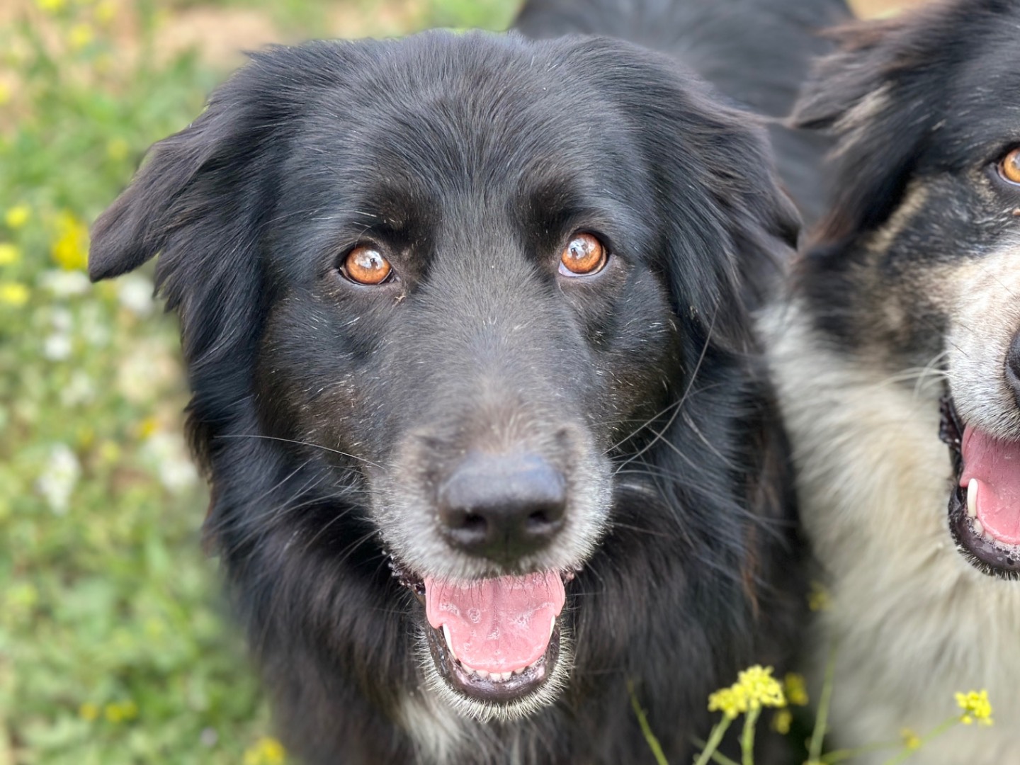 Adotta un cane, taglia gigante, maschio, Taranto