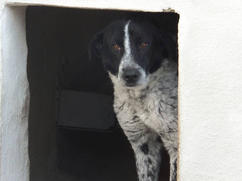 Adotta un cane, maschio, 3 anni e 4 mesi, Frosinone