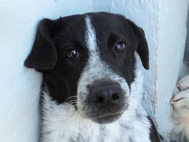Adotta un cane, taglia media, maschio, Frosinone