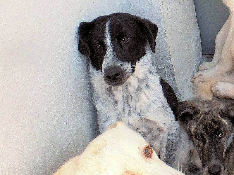 Foto 3 dell'animale
