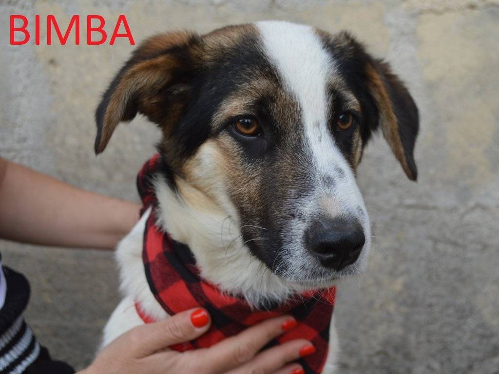 Foto dell'animale
