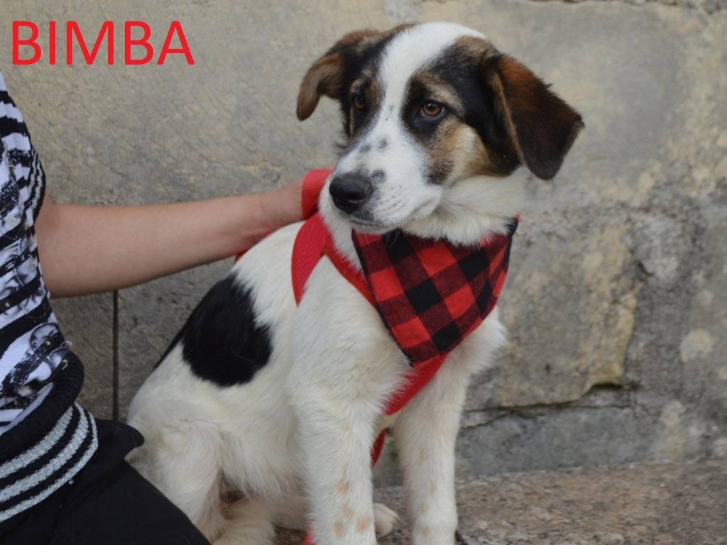 Adotta un cane, femmina, 4 mesi, Lecce