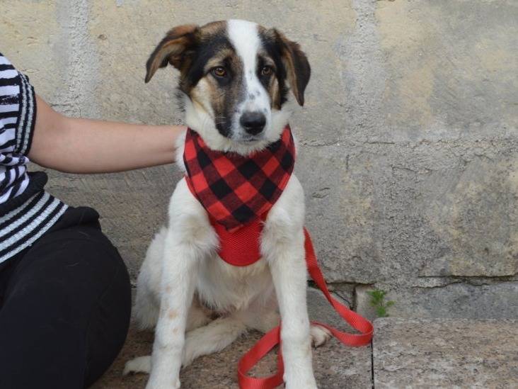 Adotta un cane, taglia media, femmina, Lecce