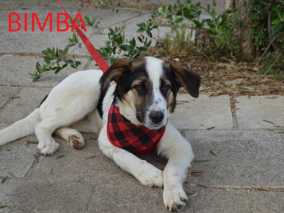 Vuoi adottare un cane a Lecce?