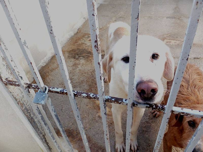 Vuoi adottare un cane a Frosinone?