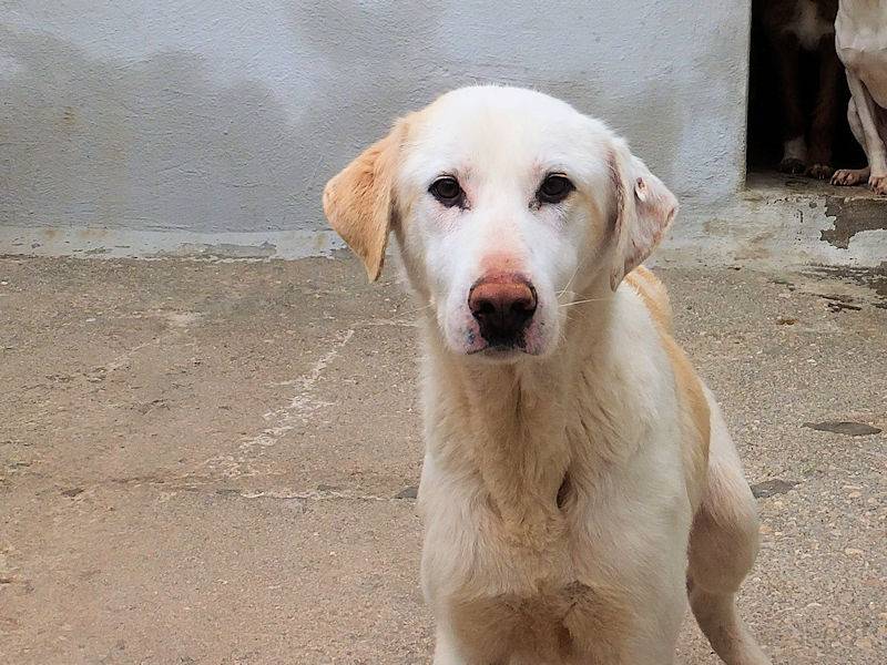 Adotta il cane BALDO a Frosinone