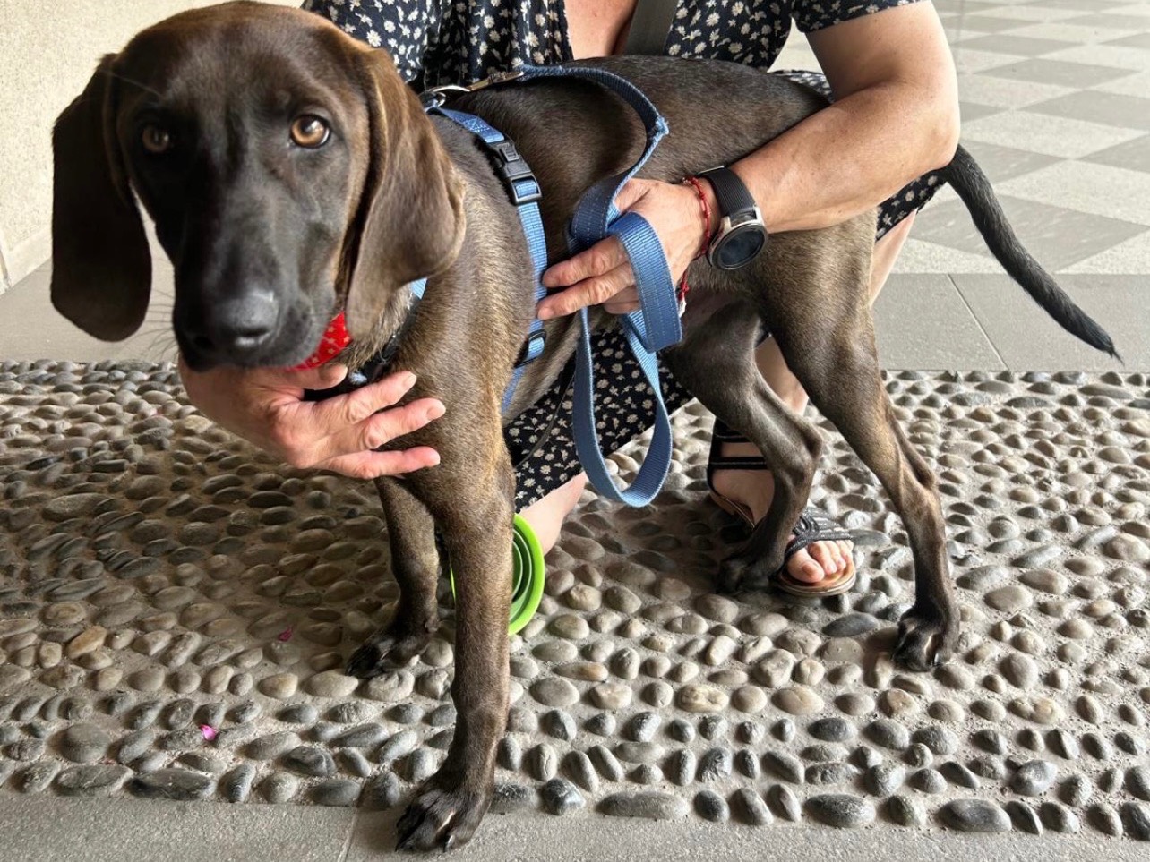 Adotta un cane, maschio, 9 mesi, Milano