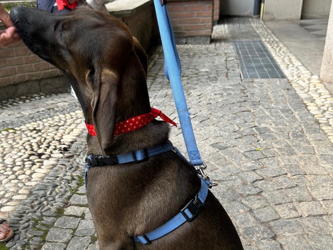 Adotta un cane, taglia media contenuta, maschio, Milano