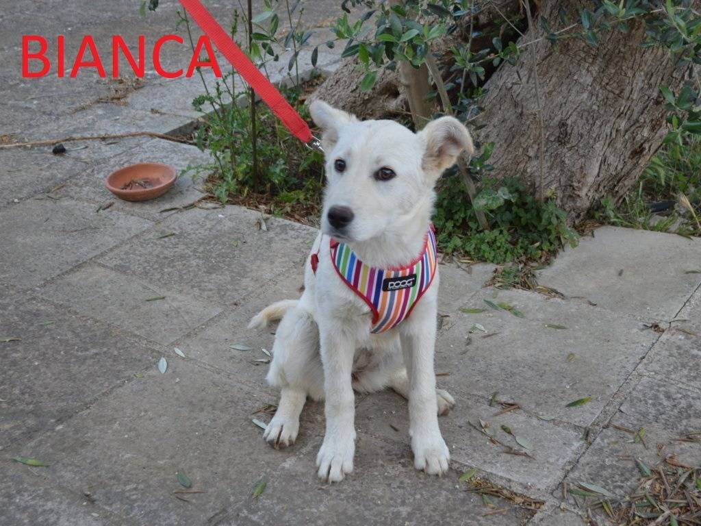 Adotta un cane, femmina, 4 mesi, Lecce
