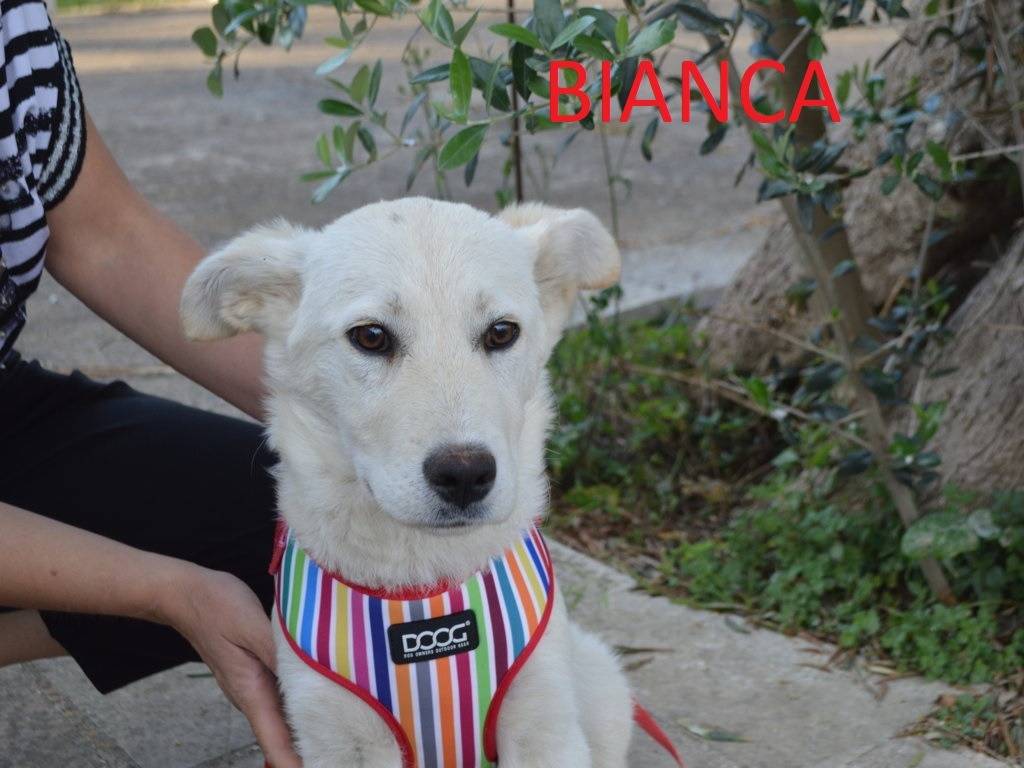 Adotta un cane, taglia media, femmina, Lecce