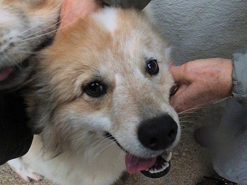 Vuoi adottare un cane a Frosinone?