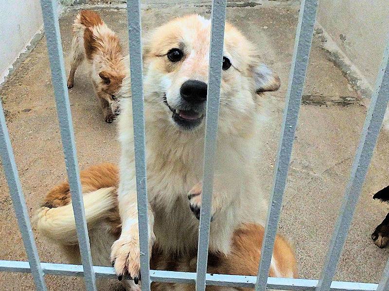 Adotta il cane BALOO a Frosinone