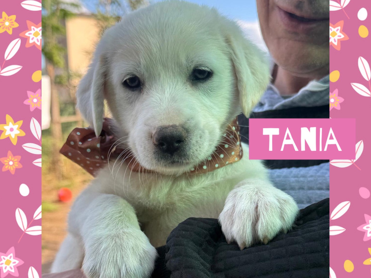 Adotta il cane Simil labrador bianchi a Catanzaro