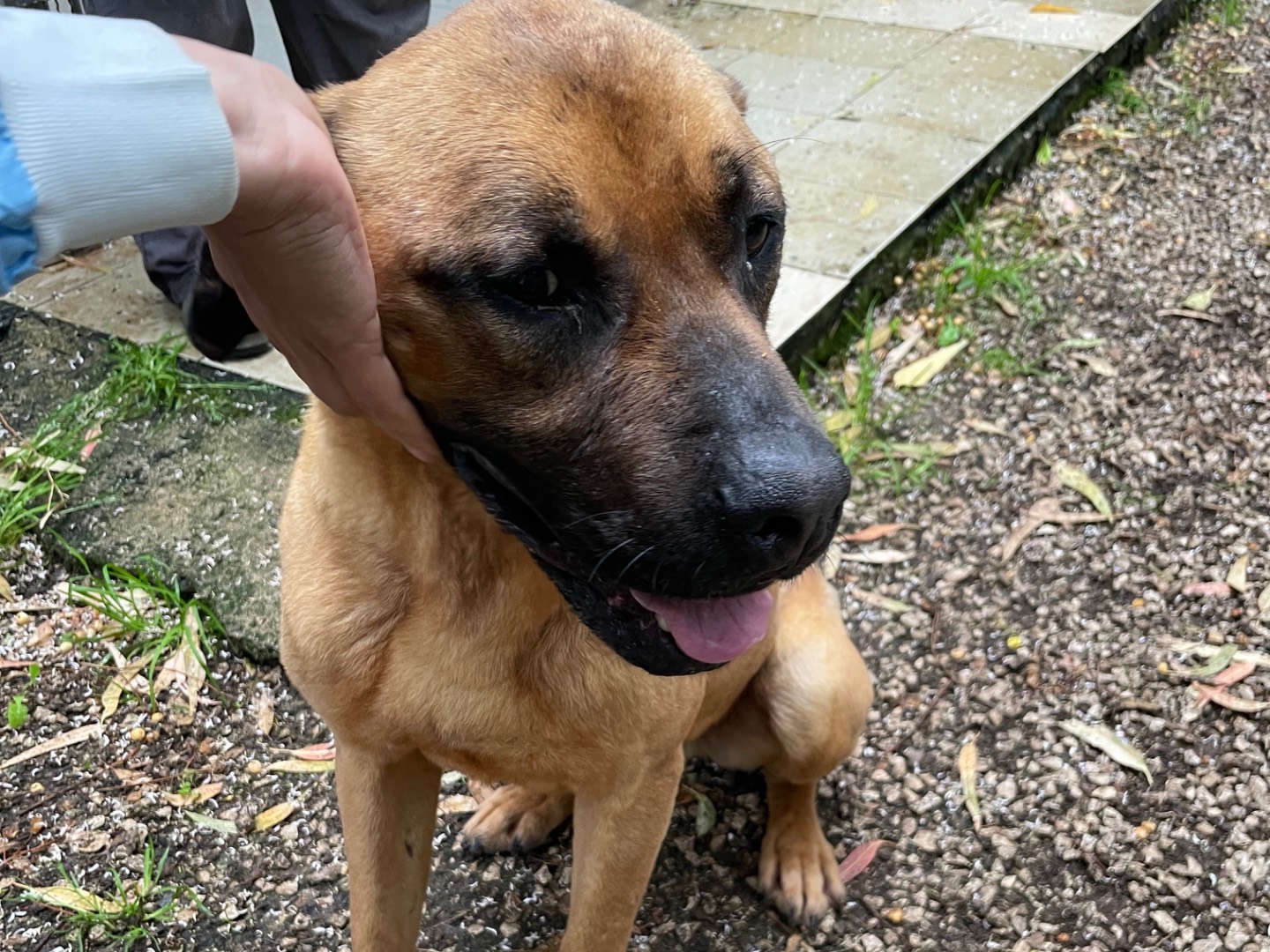 Adotta un cane, maschio, 5 anni  e 3 mesi , Latina