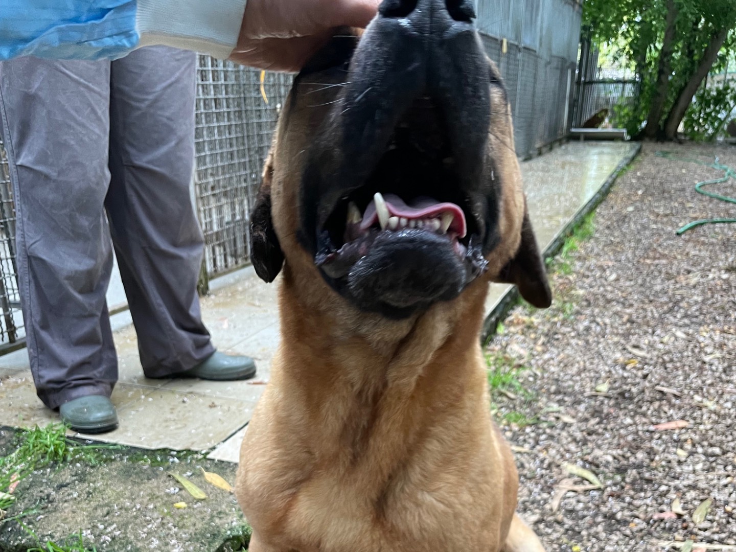 Adotta un cane, taglia media, maschio, Latina