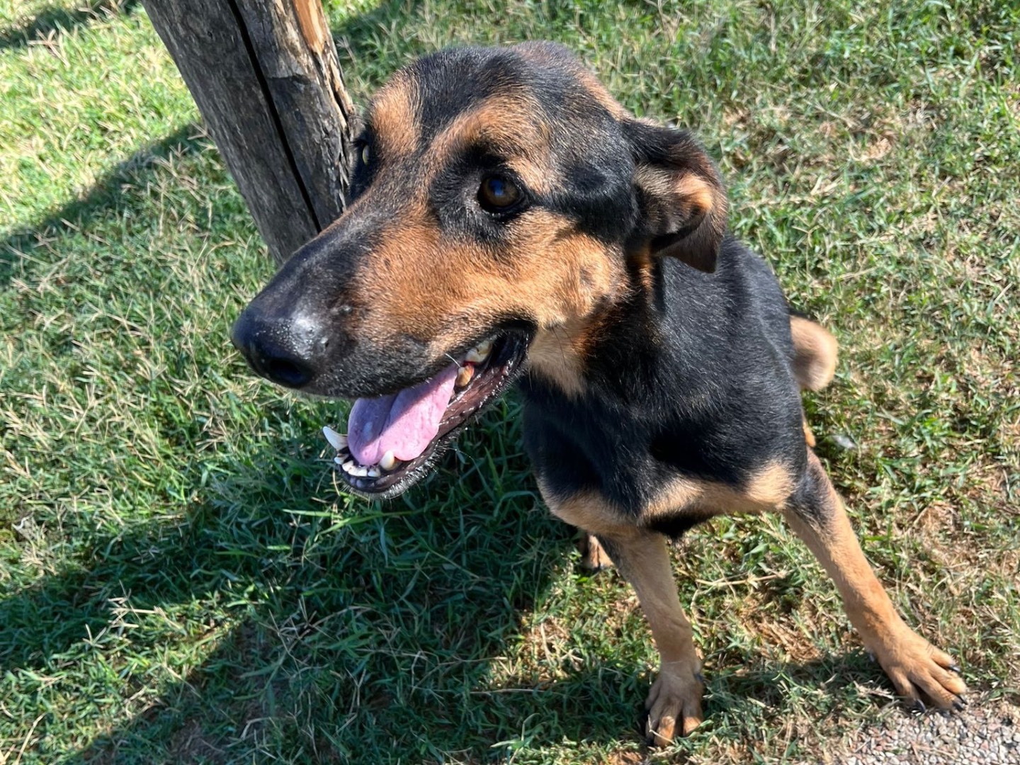 Adotta un cane, maschio, 7 anni  e 2 mesi , Latina