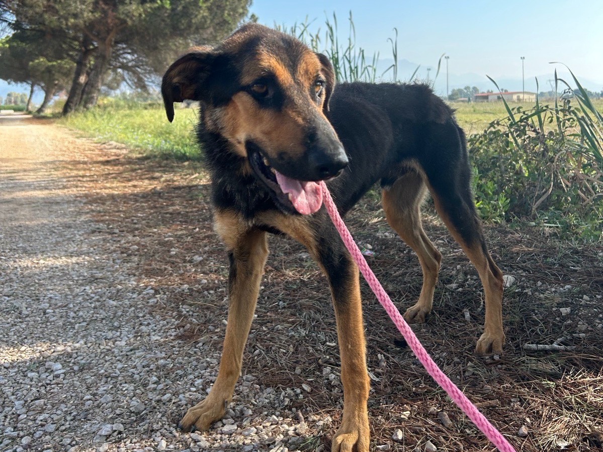 Adotta un cane, taglia media, maschio, Latina