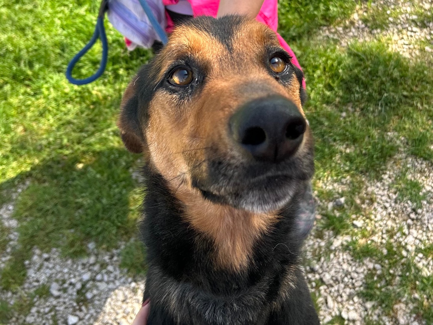 Vuoi adottare un cane a Latina?