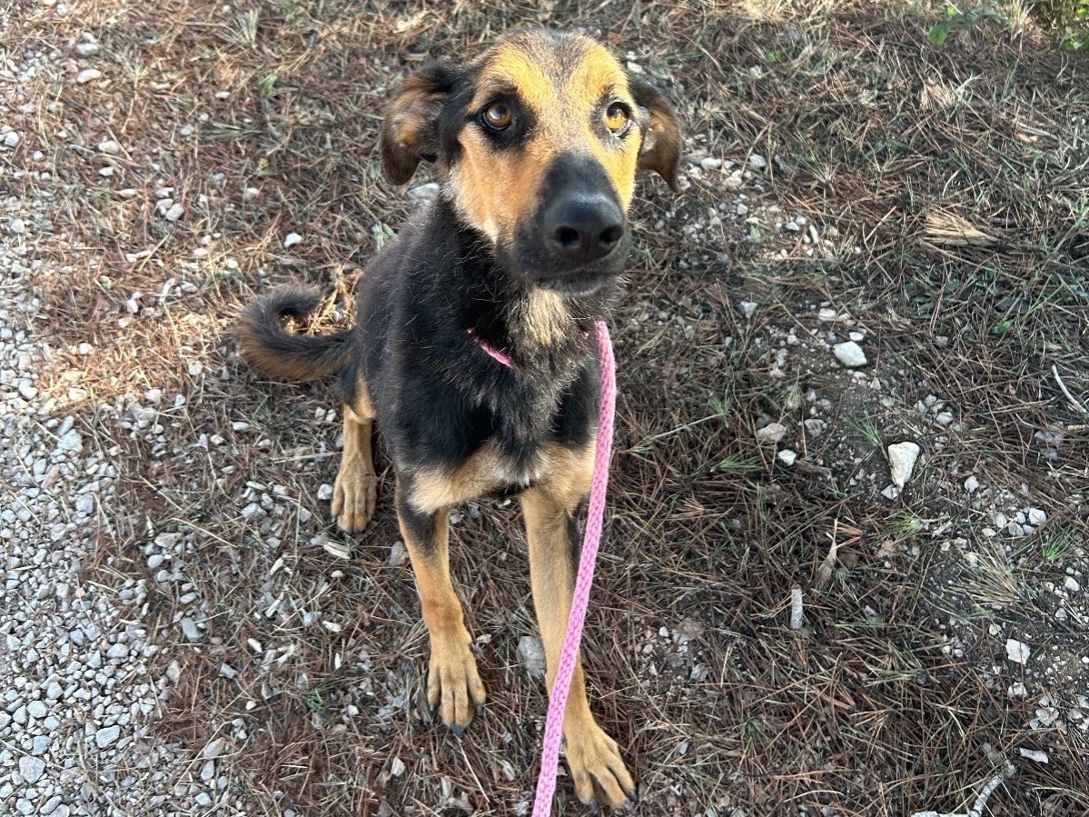 Adotta il cane Rocky a Latina