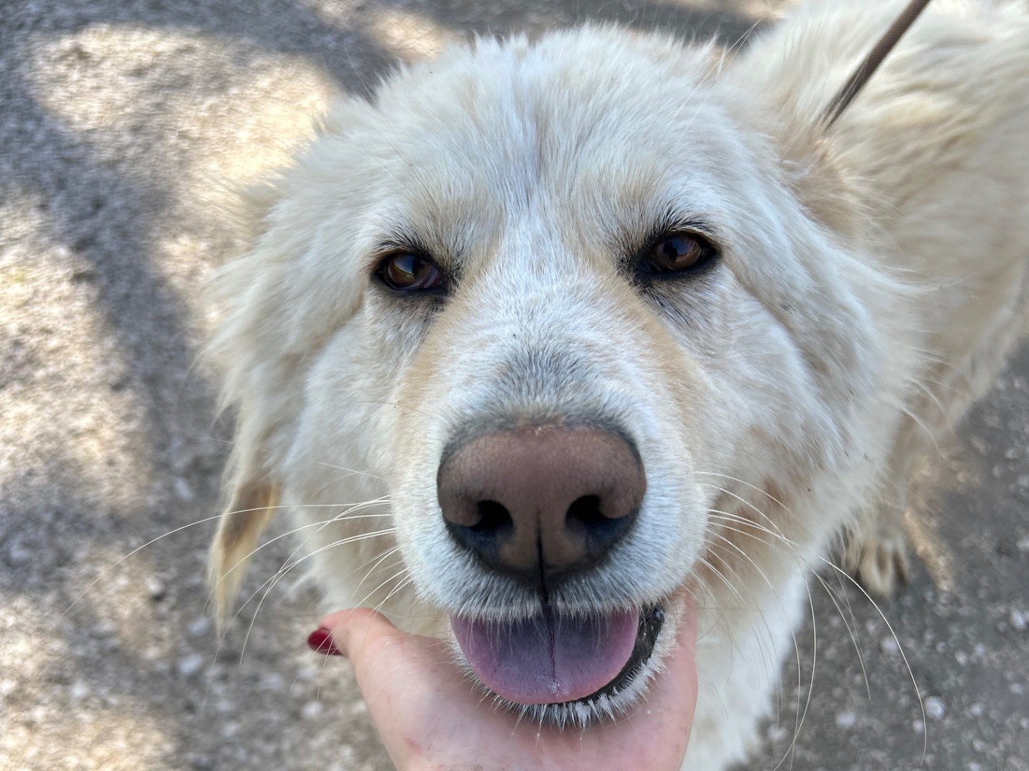 Adozione cane, femmina, Razza sconosciuta Razza sconosciuta, 3 anni e 3 mesi, taglia media, Latina
