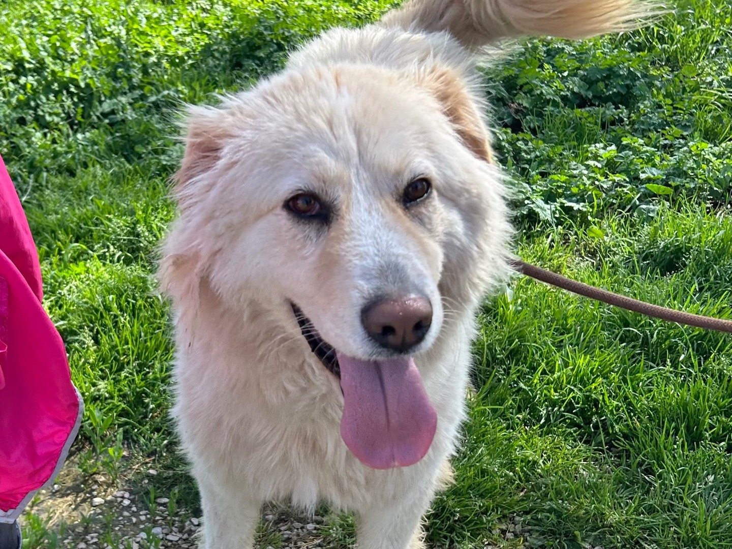 Adotta un cane, femmina, 3 anni e 3 mesi, Latina
