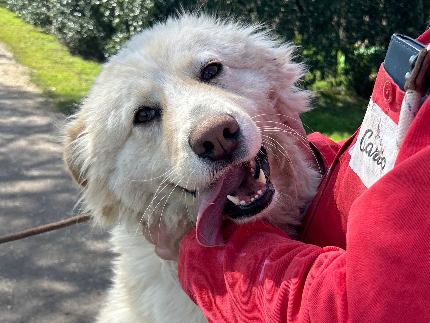Adotta un cane, taglia media, femmina, Latina