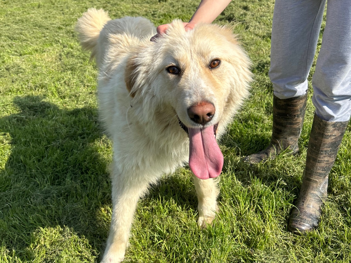 Vuoi adottare un cane a Latina?