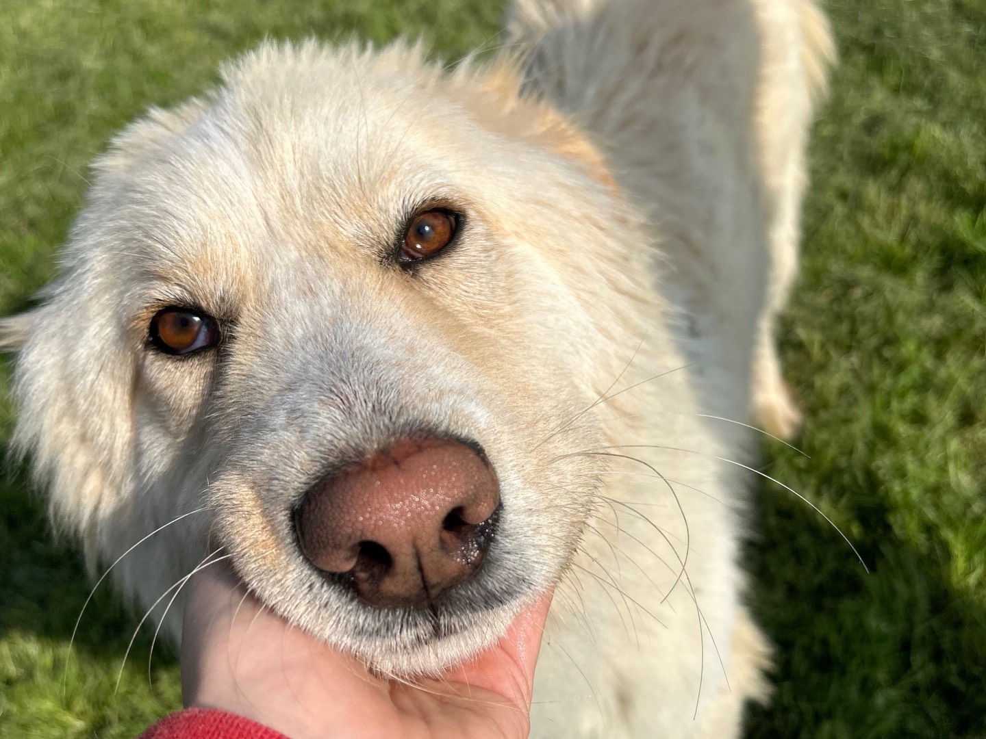 Adotta il cane Connie a Latina