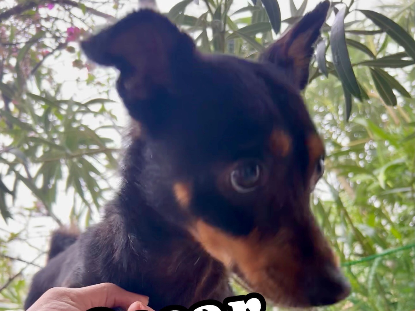 Adotta un cane, taglia piccola, maschio, Enna