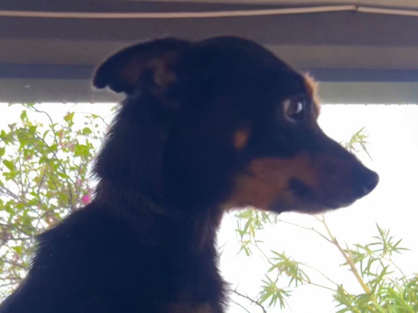 Vuoi adottare un cane a Enna?