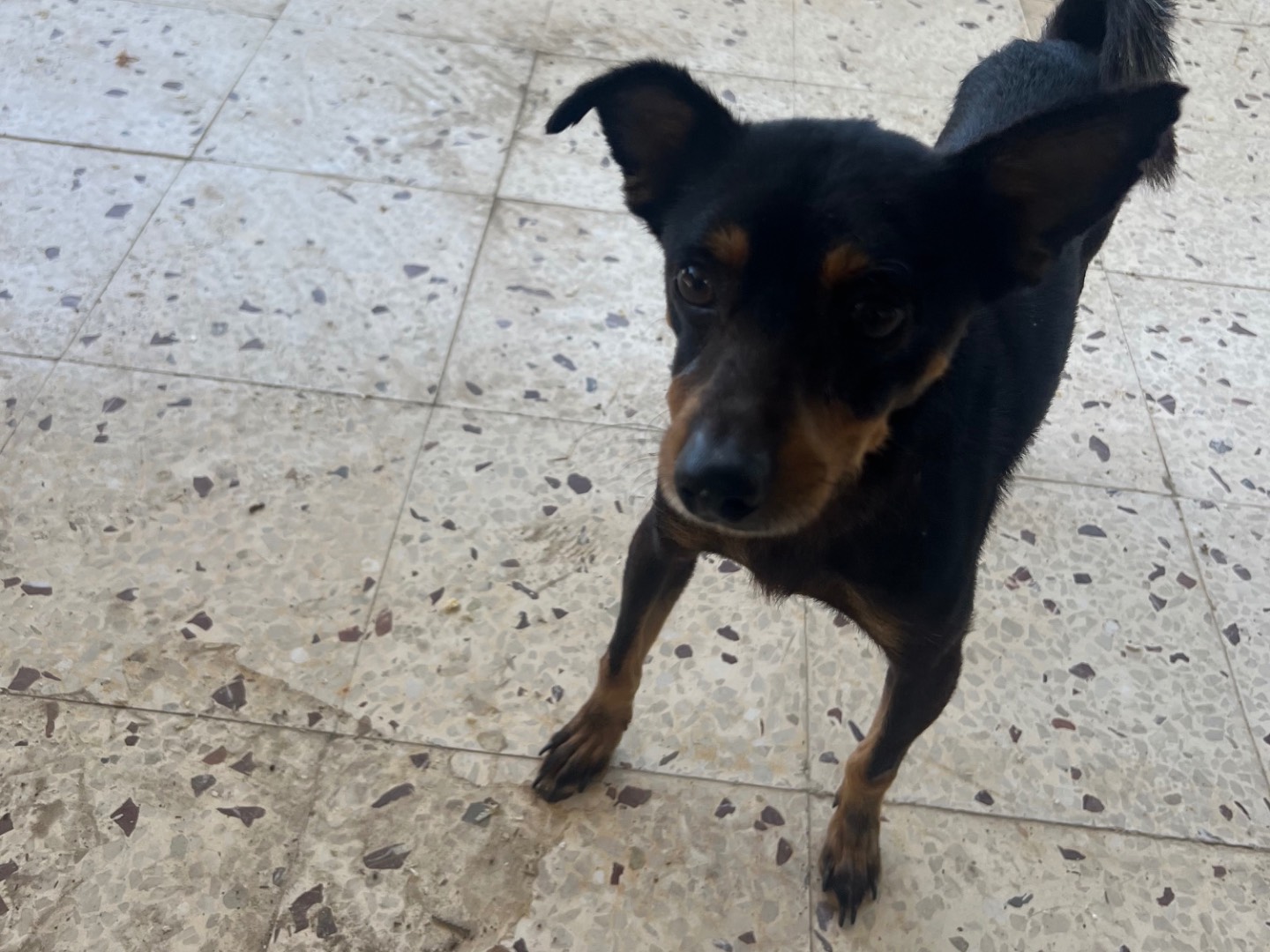 Adotta il cane Oscar a Enna