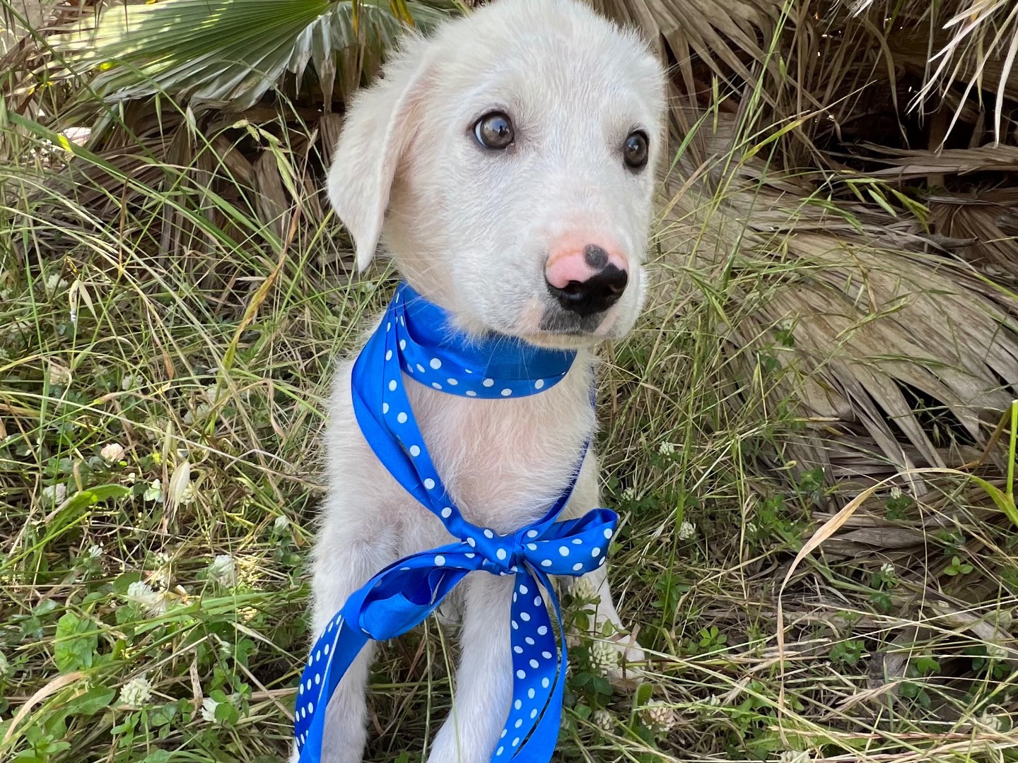Adotta un cane, maschio, 3 mesi, Siracusa