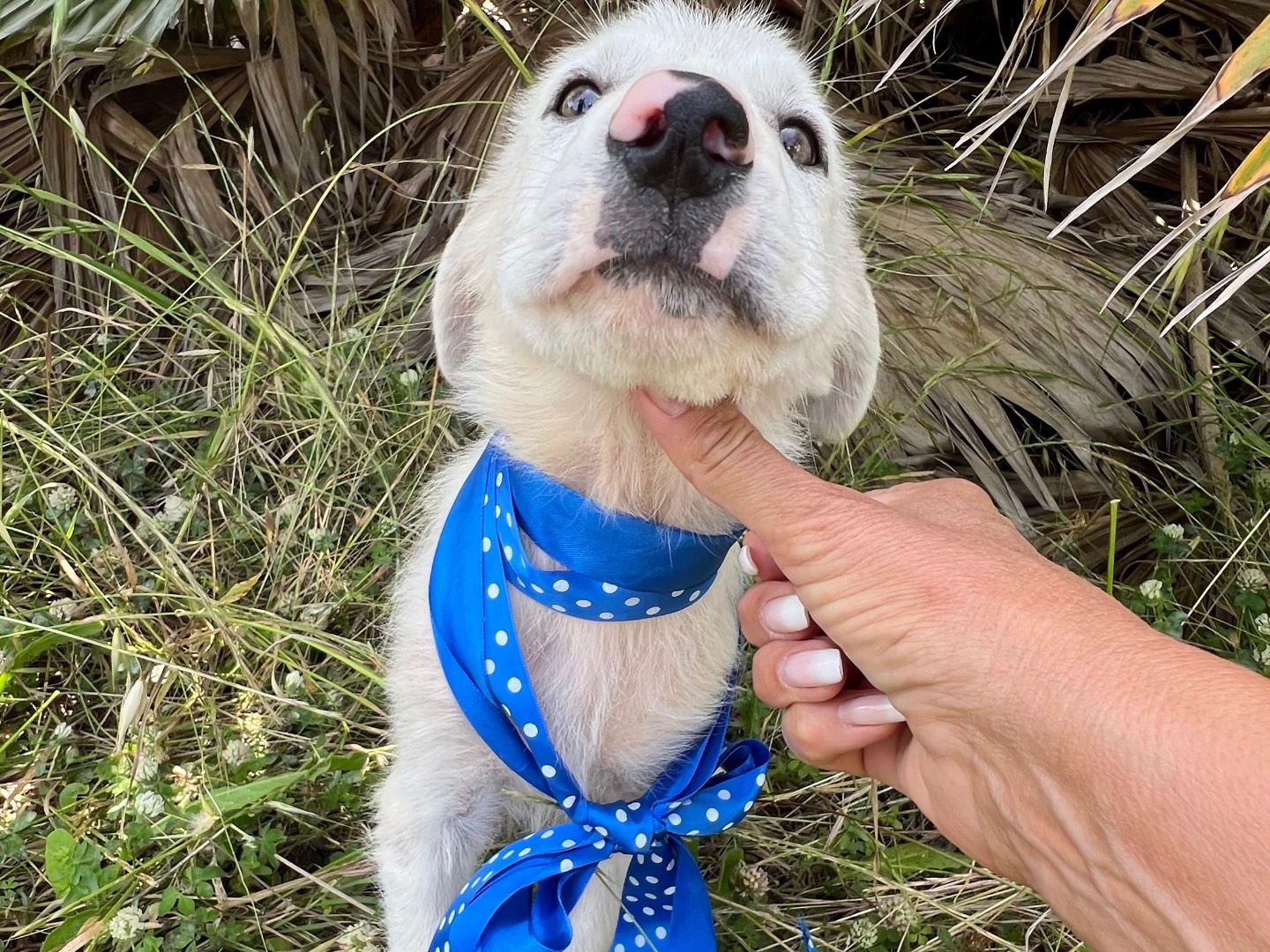 Adotta un cane, taglia media, maschio, Siracusa
