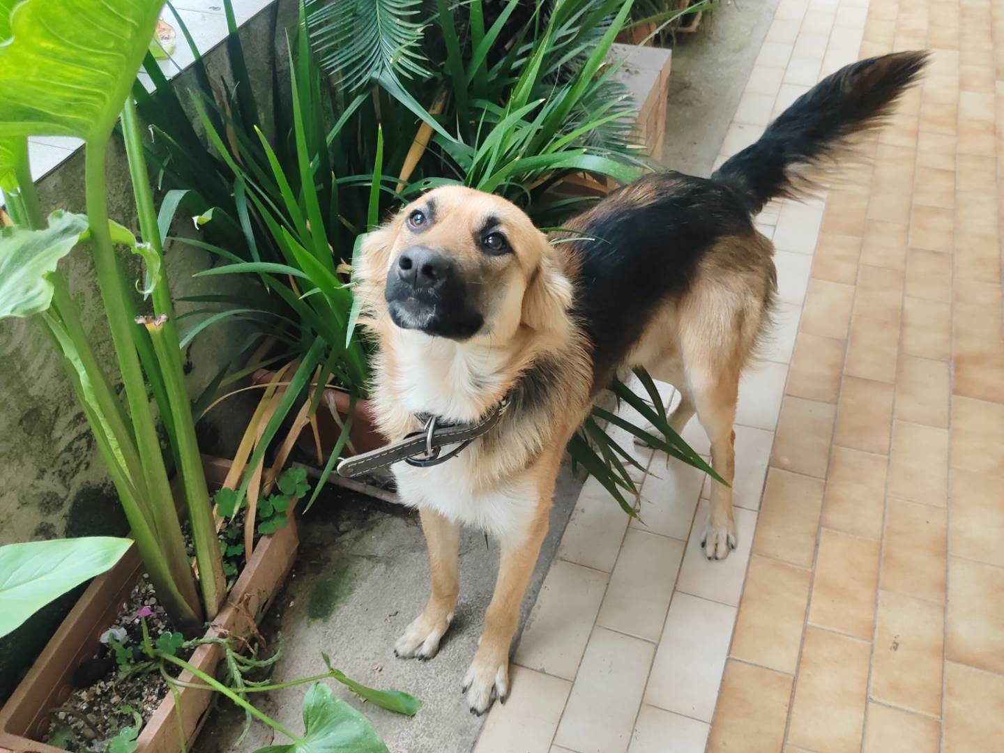 Adotta un cane, maschio, 10 mesi, Napoli