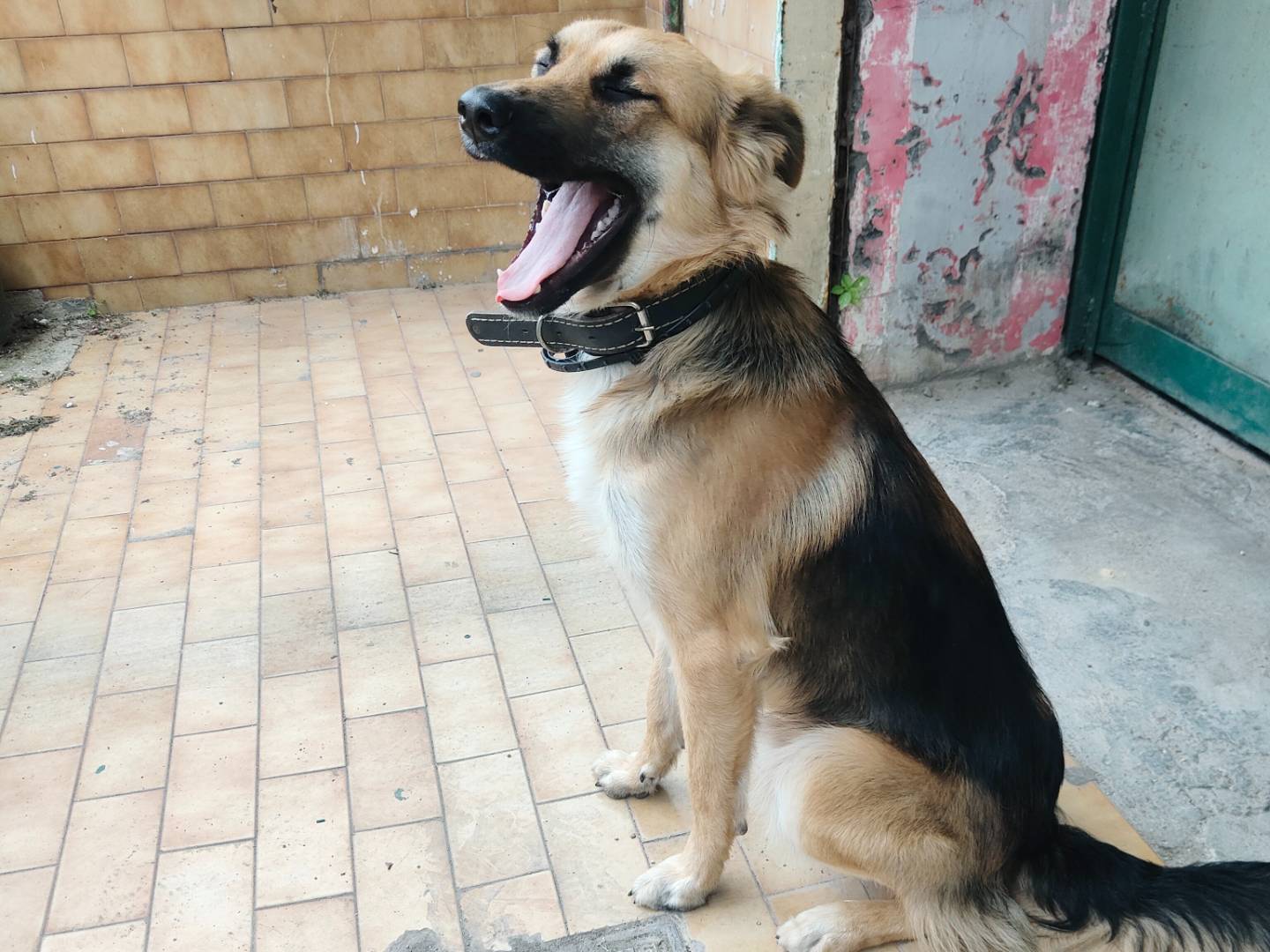 Adotta un cane, taglia media, maschio, Napoli