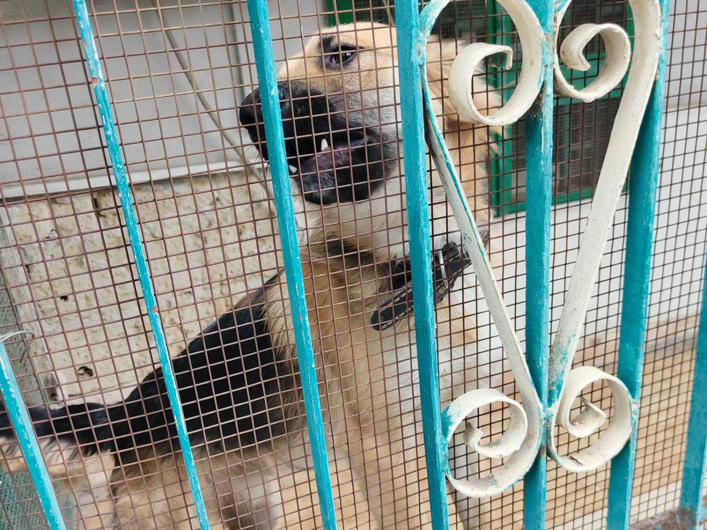 Vuoi adottare un cane a Napoli?