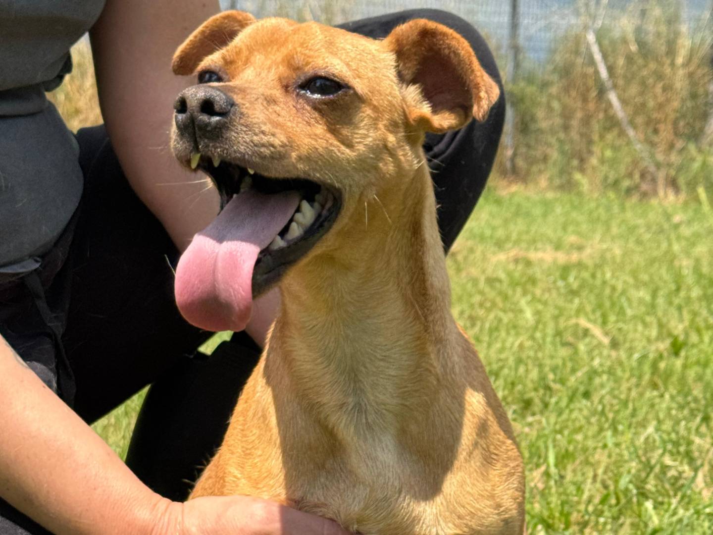 Adotta un cane, taglia piccola, femmina, Caserta