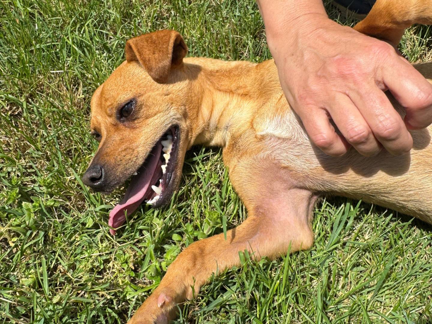 Adotta il cane ELSA a Caserta