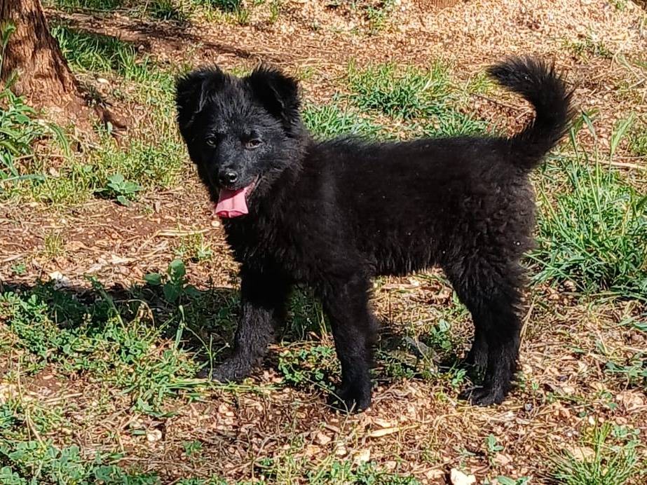 Adotta un cane, femmina, 2 mesi, Bari